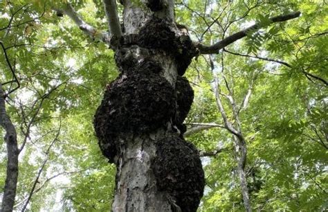 樹木枯萎原因|【植木の病気】枝や幹の病気3選！剪定と環境改善が。